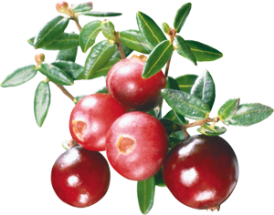 Cranberry Supreme